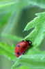 Coccinelle