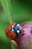 Coccinelle