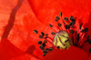 Coquelicot