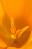 Crocus