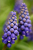 Muscari