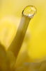 Pistil de narcisse